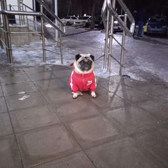 Корм для собак ROYAL CANIN Mini Urinary Care мелких пород профилактика МКБ 1кг: отзыв пользователя. Зоомагазин Зоозавр