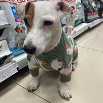 Джемпер для собак и кошек Зоозавр: отзыв пользователя. Зоомагазин Зоозавр