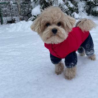 Жилет для собак и кошек Зоозавр: отзыв пользователя. Зоомагазин Зоозавр