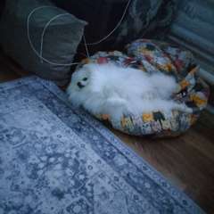 Фото отзыва 11038665