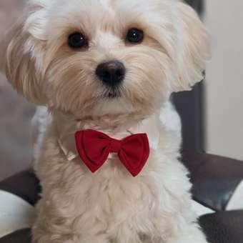 Галстук-бабочка Зоозавр для собак и кошек: отзыв пользователя. Зоомагазин Зоозавр