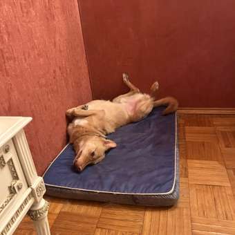 Лакомство для собак LIGHT BITES Козий рог M 150-180г LB0009: отзыв пользователя. Зоомагазин Зоозавр