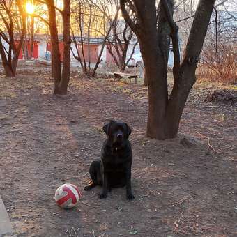 Корм для собак ROYAL CANIN крупных пород 26-44кг 3кг: отзыв пользователя. Зоомагазин Зоозавр