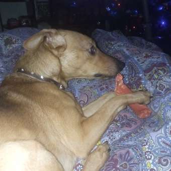 Корм для собак Зоогурман 850г Big Dog говядина с рубцом ж/б: отзыв пользователя. Зоомагазин Зоозавр