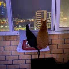 Фото отзыва 10526652