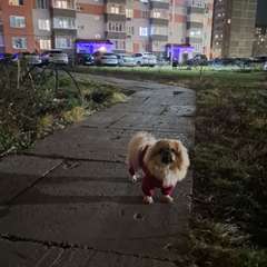 Фото отзыва 10868256