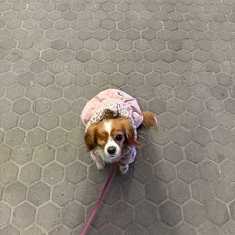 Куртка для собак PIFPAF DOG: отзыв пользователя. Зоомагазин Зоозавр