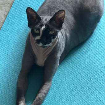 Корм для кошек ROYAL CANIN Veterinary Diet Gastrointestinal Moderate Calorie GIM 35 Feline при расстройствах пищеварения 2кг: отзыв пользователя. Зоомагазин Зоозавр