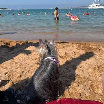 Ошейник для щенков и собак RolfClub3D мелких пород от блох и клещей 40см: отзыв пользователя. Зоомагазин Зоозавр