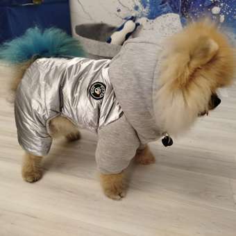 Комбинезон для собак PIFPAF DOG: отзыв пользователя. Зоомагазин Зоозавр