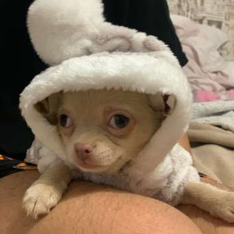 Комбинезон для собак и кошек Зоозавр: отзыв пользователя. Зоомагазин Зоозавр