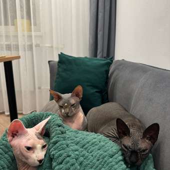 Корм сухой для кошек ROYAL CANIN Sphynx 2кг породы сфинк: отзыв пользователя. Зоомагазин Зоозавр