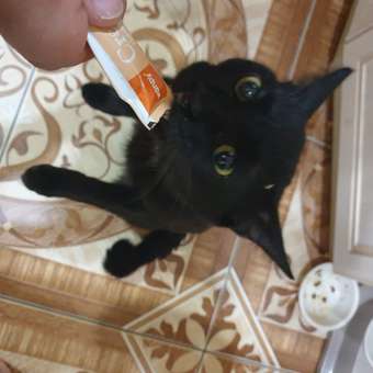 Лакомство для кошек Wanpy Cat 70 г тунец и креветки нежное пюре паучи: отзыв пользователя. Зоомагазин Зоозавр