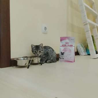 Корм для котят Royal Canin Mother and Babycat 400г: отзыв пользователя. Зоомагазин Зоозавр