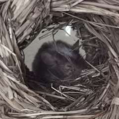 Фото отзыва 10692862