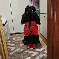 Фото отзыва 10752131