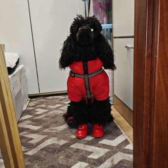 Куртка для собак Зоозавр: отзыв пользователя. Зоомагазин Зоозавр