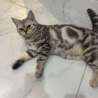 Корм для кошек Carnica 1,5кг с индейкой сухой: отзыв пользователя. Зоомагазин Зоозавр