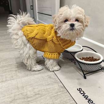 Свитер для собак и кошек Зоозавр: отзыв пользователя. Зоомагазин Зоозавр