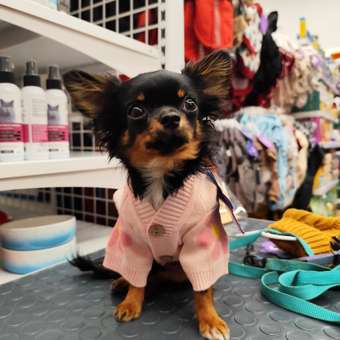 Кардиган для собак Зоозавр: отзыв пользователя. Зоомагазин Зоозавр