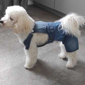 Костюм для собак Зоозавр синий 35: отзыв пользователя. Зоомагазин Зоозавр