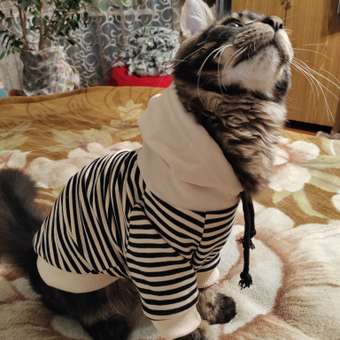 Толстовка для собак и кошек Зоозавр: отзыв пользователя. Зоомагазин Зоозавр