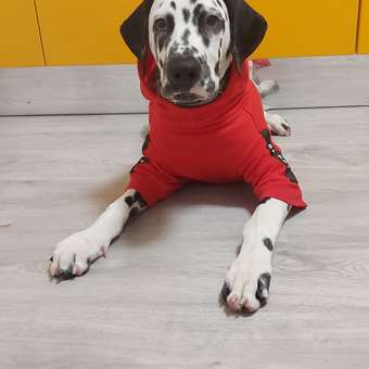 Жилет для собак и кошек Зоозавр: отзыв пользователя. Зоомагазин Зоозавр