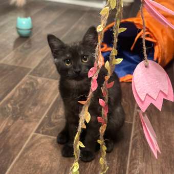 Игрушка для кошек Barbaks Дразнилка с розовыми тюльпанами на веревочках 40см: отзыв пользователя. Зоомагазин Зоозавр