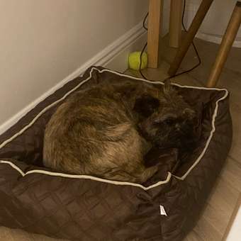 Лежанка для собак Не один дома Челси М 61*48*18см Коричневая: отзыв пользователя. Зоомагазин Зоозавр