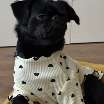 Лонгслив для собак Зоозавр: отзыв пользователя. Зоомагазин Зоозавр