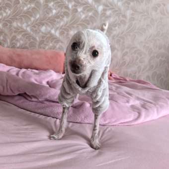 Комбинезон для собак и кошек Зоозавр: отзыв пользователя. Зоомагазин Зоозавр