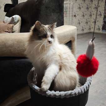 Когтеточка-лежанка для кошек Не один дома MyPlace 860019-06LGRro: отзыв пользователя. Зоомагазин Зоозавр