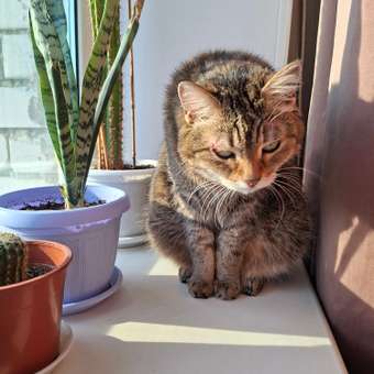 Корм для кошек ROYAL CANIN 0.350кг Hypoallergenic гипоаллергенный: отзыв пользователя. Зоомагазин Зоозавр