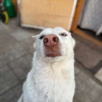 Бальзам-кондиционер для собак и кошек Doctor VIC Professional от колтунов 200мл: отзыв пользователя. Зоомагазин Зоозавр