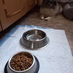 Фото отзыва 10312307