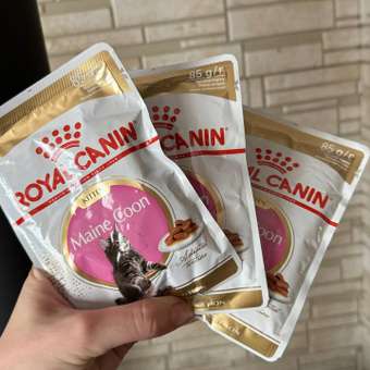 Корм для котят Royal Canin 85г Maine Coon Kitten соус для котят мейн кун пауч: отзыв пользователя. Зоомагазин Зоозавр