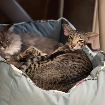 Лежанка Triol Прованс прямоугольная 52-45-21см 31931123: отзыв пользователя. Зоомагазин Зоозавр