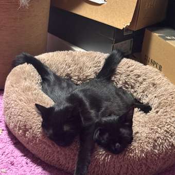 Корм сухой для котят ROYAL CANIN Mother and Babycat 2кг: отзыв пользователя. Зоомагазин Зоозавр