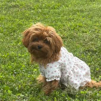 Платье для собак и кошек Зоозавр: отзыв пользователя. Зоомагазин Зоозавр