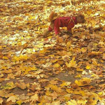 Комбинезон для собак и кошек Зоозавр: отзыв пользователя. Зоомагазин Зоозавр