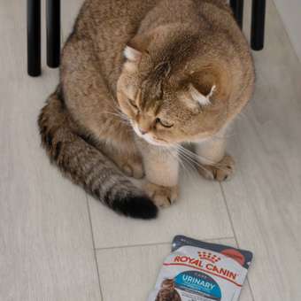 Корм для кошек ROYAL CANIN Urinary Care для поддержания здоровья мочевыделительной системы 85г: отзыв пользователя. Зоомагазин Зоозавр