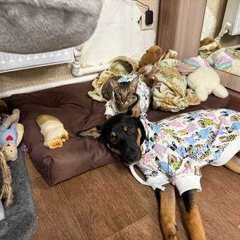 Толстовка для собак и кошек Зоозавр: отзыв пользователя. Зоомагазин Зоозавр