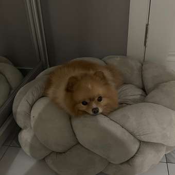 Лежанка для собак Barbaks Плетёная 65*18см: отзыв пользователя. Зоомагазин Зоозавр