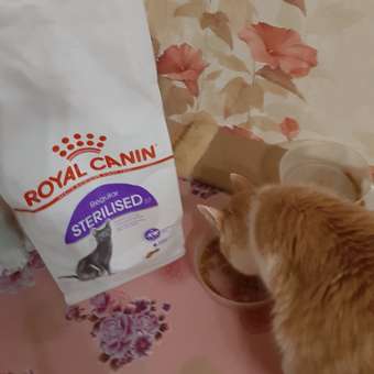 Корм сухой ROYAL CANIN Sterilised 37 2кг для стерилизованных кошек: отзыв пользователя. Зоомагазин Зоозавр