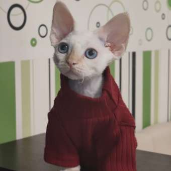 Джемпер для собак и кошек Зоозавр: отзыв пользователя. Зоомагазин Зоозавр