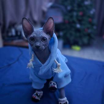 Толстовка для собак и кошек Зоозавр: отзыв пользователя. Зоомагазин Зоозавр