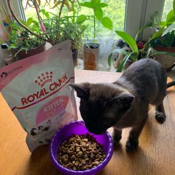 Корм сухой для котят ROYAL CANIN Kitten 300г: отзыв пользователя. Зоомагазин Зоозавр