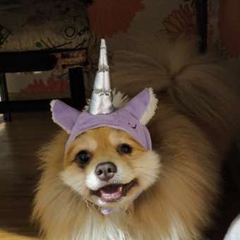 Шапка для собак и кошек Зоозавр: отзыв пользователя. Зоомагазин Зоозавр