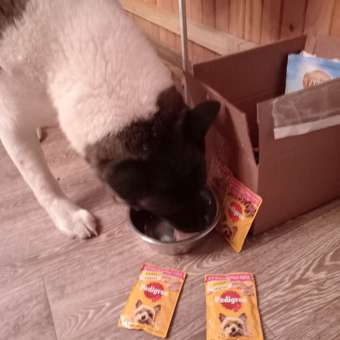 Корм для собак Pedigree миниатюрных пород паштет говядина консервированный 80г: отзыв пользователя. Зоомагазин Зоозавр