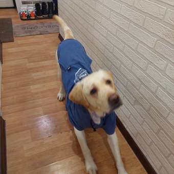 Толстовка для собак RUKKA PETS 55 Синий 460601241J34055: отзыв пользователя. Зоомагазин Зоозавр